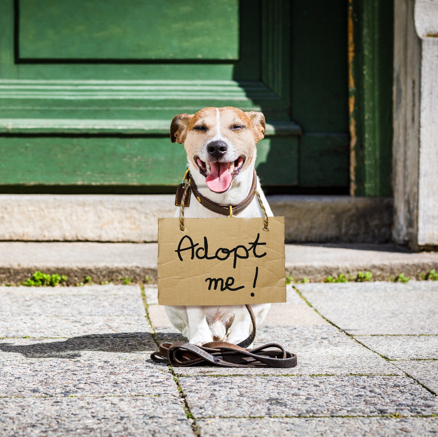 How to raise money for an animal charity, animal welfare