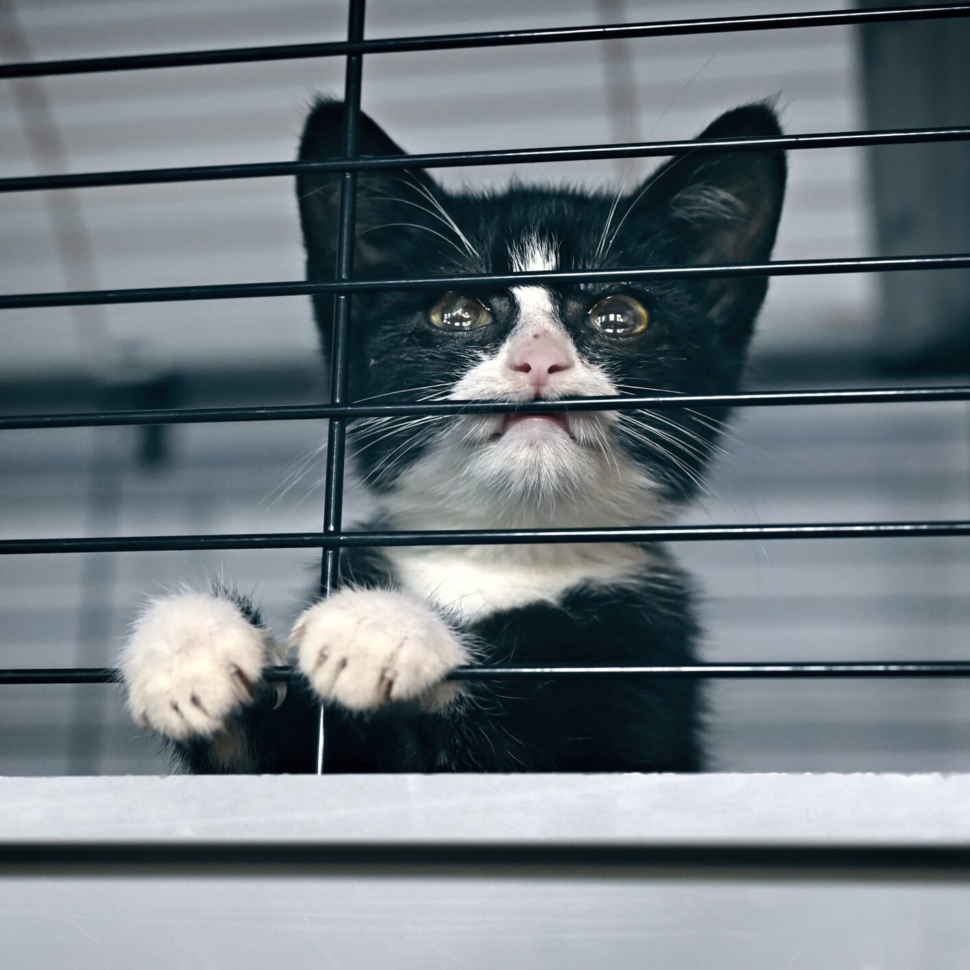 How to raise money for an animal charity, animal welfare